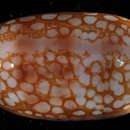 Image of jester cowrie