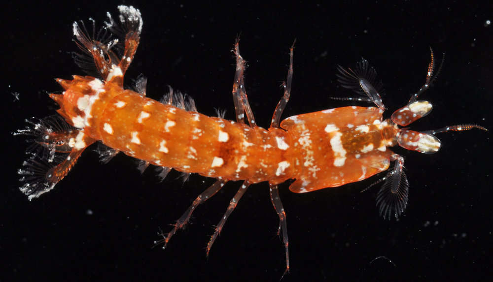 Image of mantis shrimps