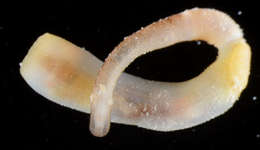 Image of Aspidosiphonida