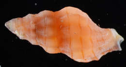 Image of Cytharomorula Kuroda 1953