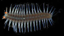 Image of Phyllodocida