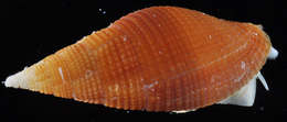 Image of Nebularia pellisserpentis (Reeve 1844)