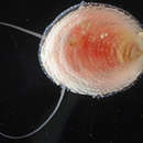 Image of <i>Phenacolepas scobinata</i>
