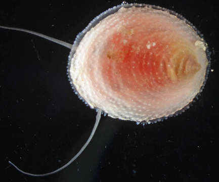 Image of Cycloneritimorpha