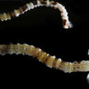 Image of Lion's Paw Sea Cucumber