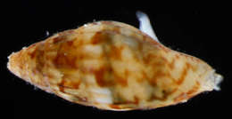 Image of Buccinoidea Rafinesque 1815