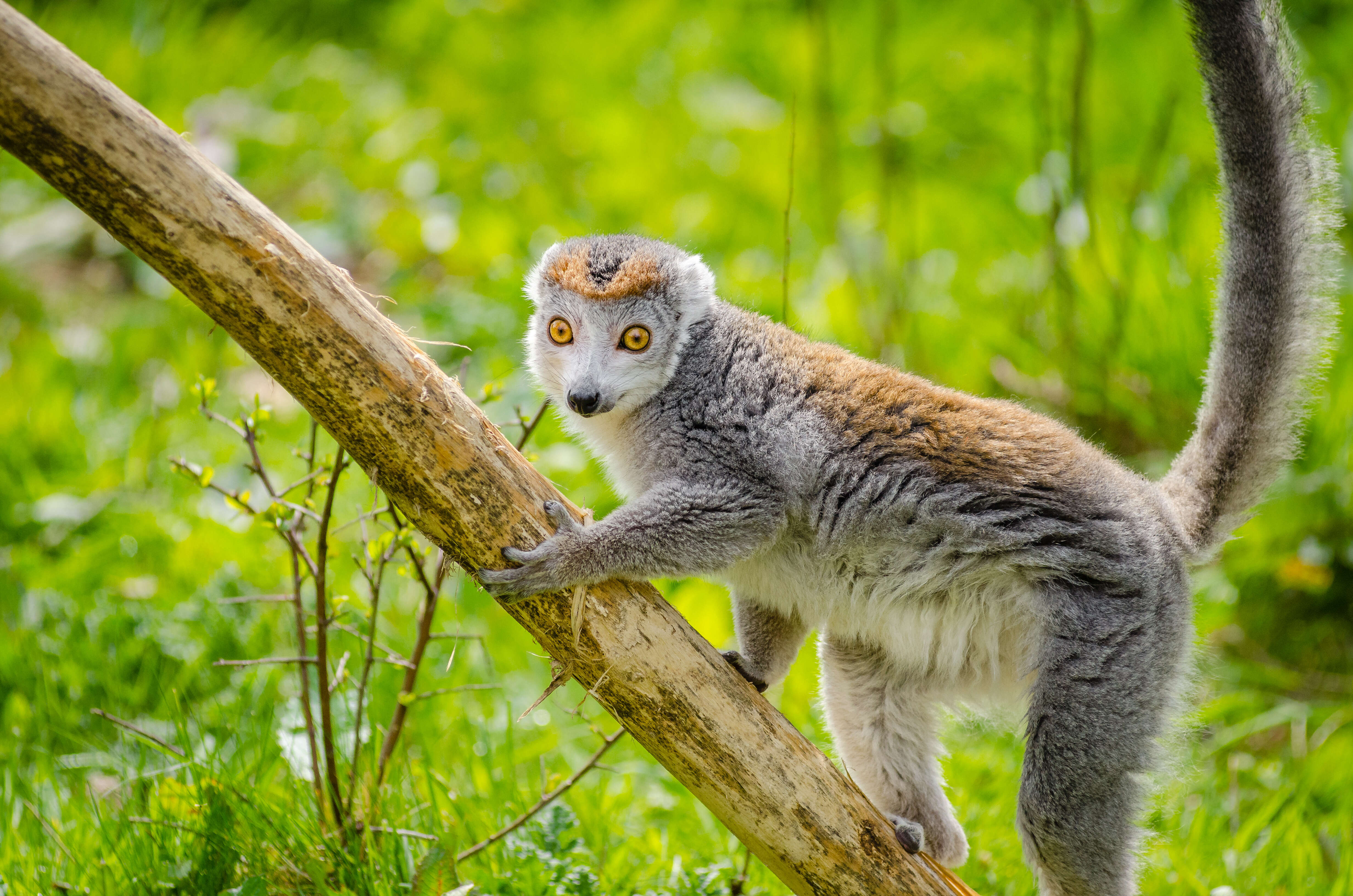 Image de Lémur À Couronne