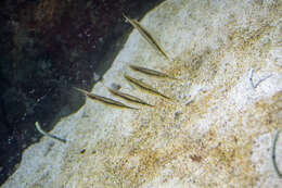 Image of Hinged shrimpfish