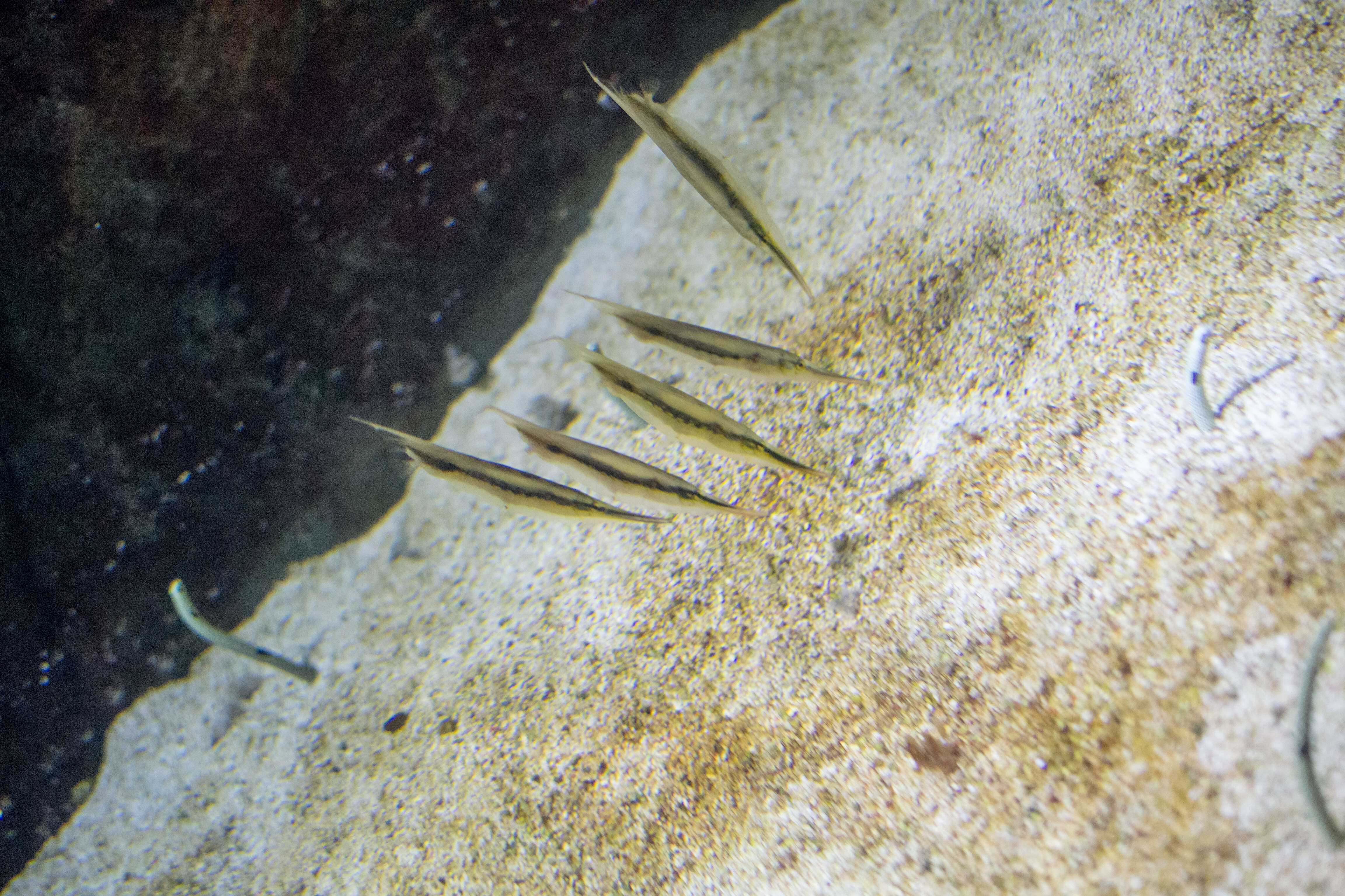 Image of Hinged shrimpfish