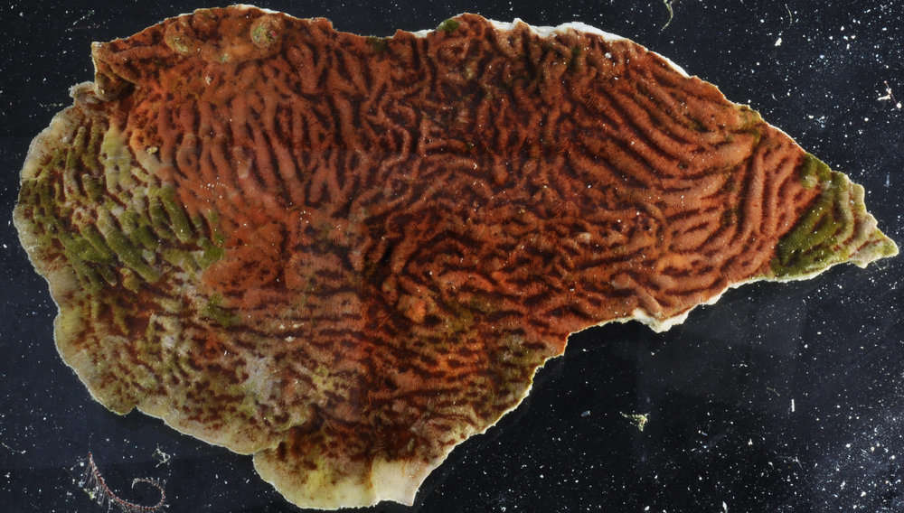 Image of hard coral