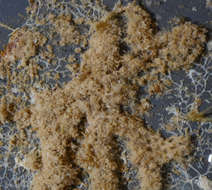 Image of Bryozoan