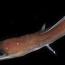 Image of true eels