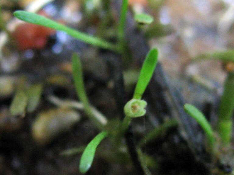 Imagem de Glossostigma cleistanthum W. R. Barker