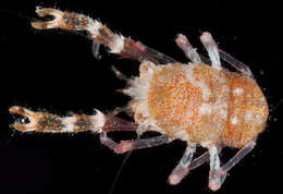 Image of <i>Galathea poupini</i>