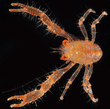 Image of Galathea spinosorostris Dana 1852