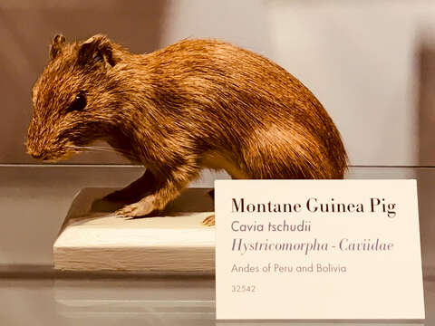 Image of Montane Guinea Pig