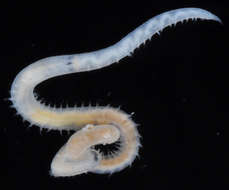 Image of bloodworms