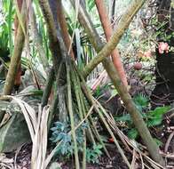 Image of Seychelles Pandanus