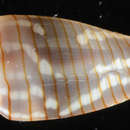 Image of Imbricaria conularis (Lamarck 1811)