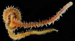 Image of Nematonereis