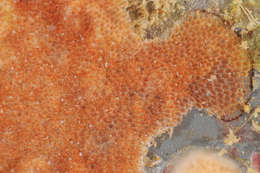 Image of Bryozoan