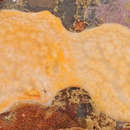 Image of Didemnum fragile Sluiter 1909