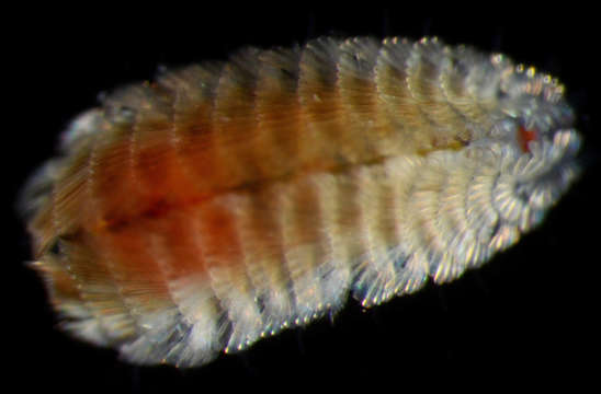 Image of Chrysopetalidae