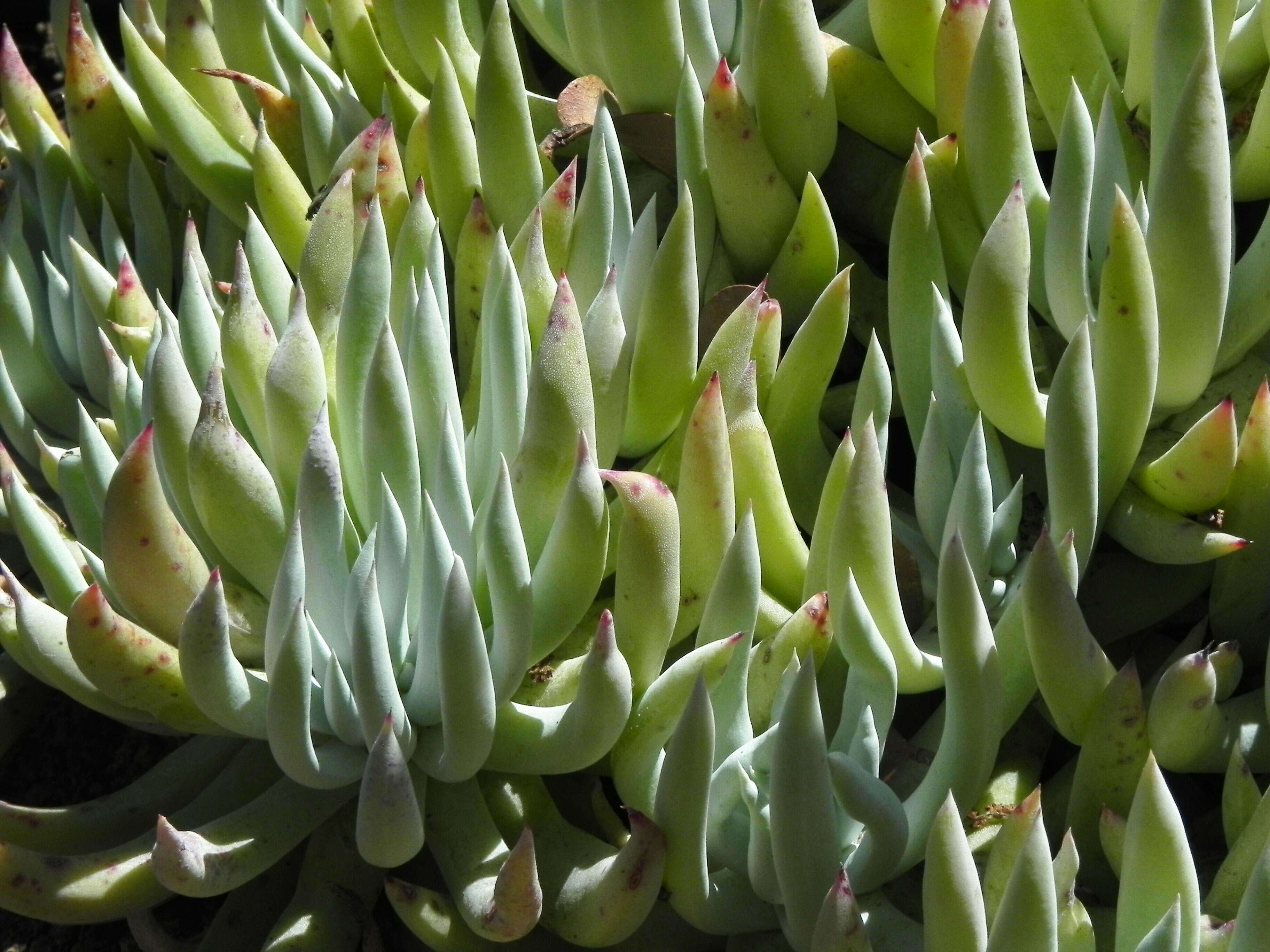 Image of white-flowered liveforever