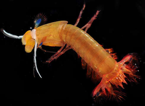 صورة Gonodactylaceus