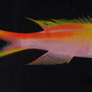 Image of Pseudanthias privitera Randall & Pyle 2001