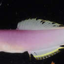 Image of Helfrich's dartfish