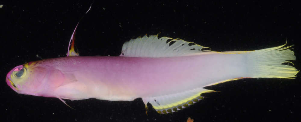 Image of Microdesmidae