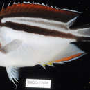 Image of Bellus Lyretail Angelfish