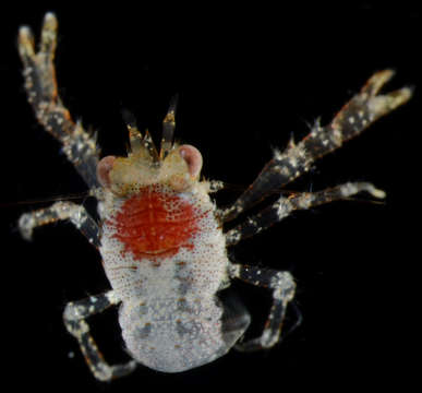 Image of Galathea denticulata Macpherson & Cleva 2010