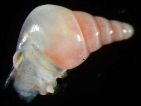 Image of Vanikoroid Snails