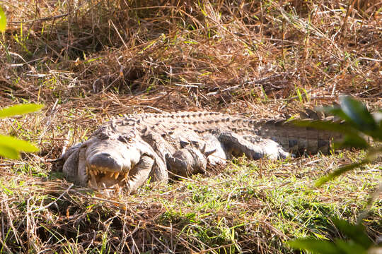 Image of Nile crocodile