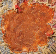 Image of Bryozoan