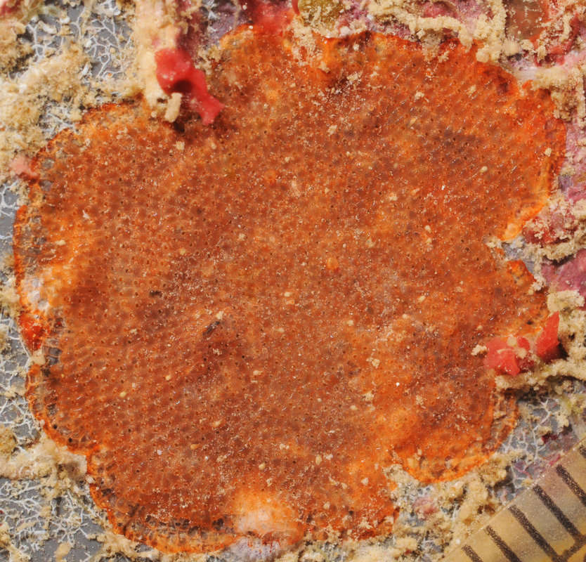 Image of Bryozoan