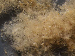 Image of Bryozoan