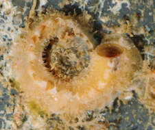 Image of Vermetoidea Rafinesque 1815