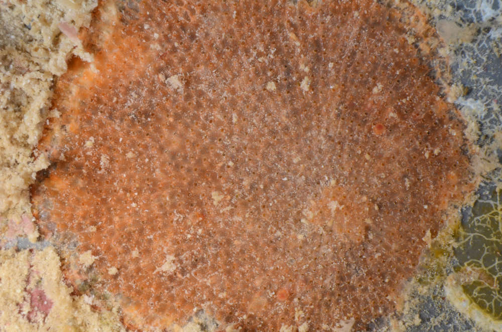 Image of Bryozoan