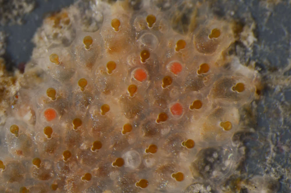 Image of Bryozoan