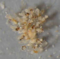 Image of Bryozoan