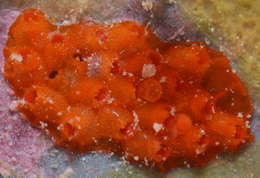 Image of Bryozoan