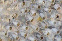 Image of Bryozoan