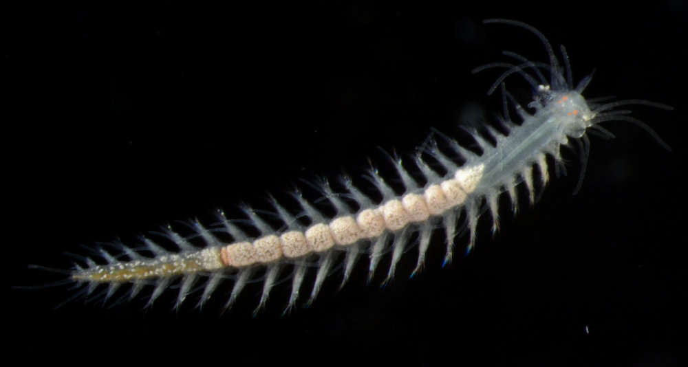 Image de Phyllodocida