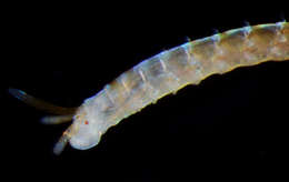 Image of Nematonereis
