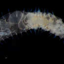 Image of Orbiniidae