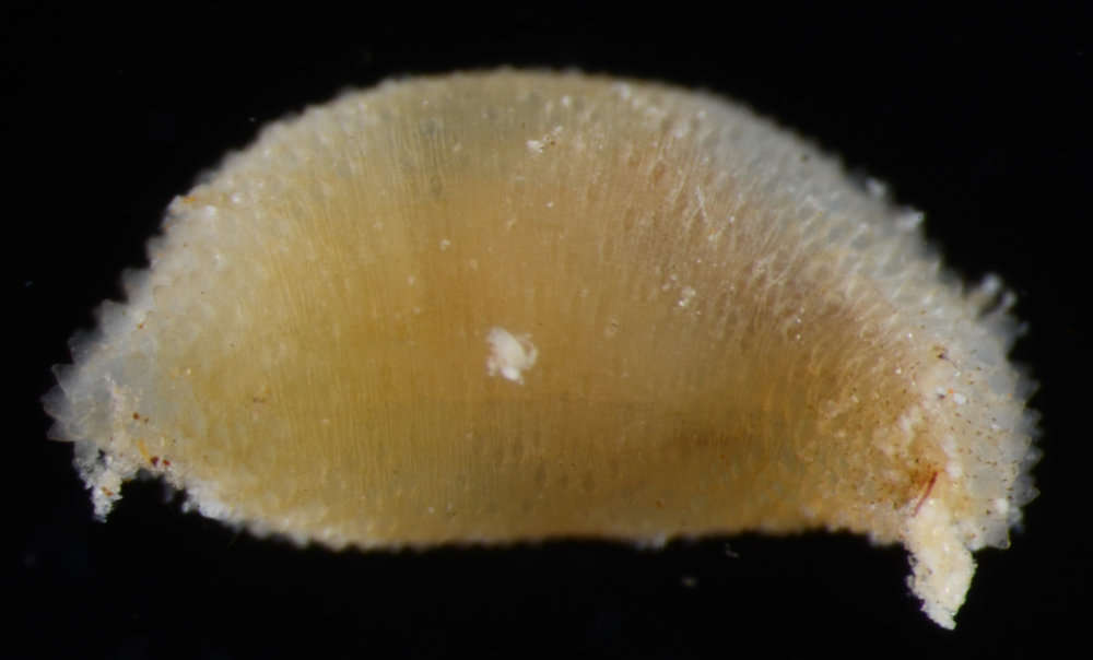 Image of Phascolosomatidea