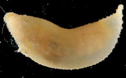 Image of Phascolosomatidea